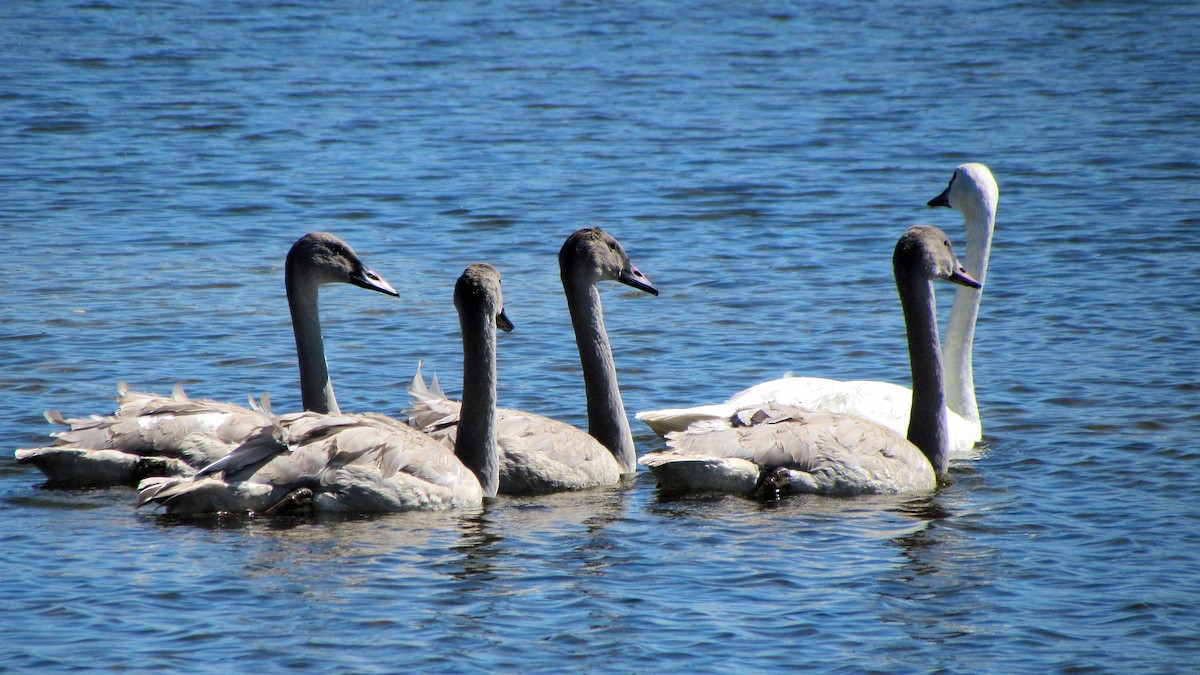 Trumpeter Swan - ML611347323