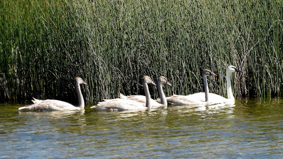 Trumpeter Swan - ML611347324