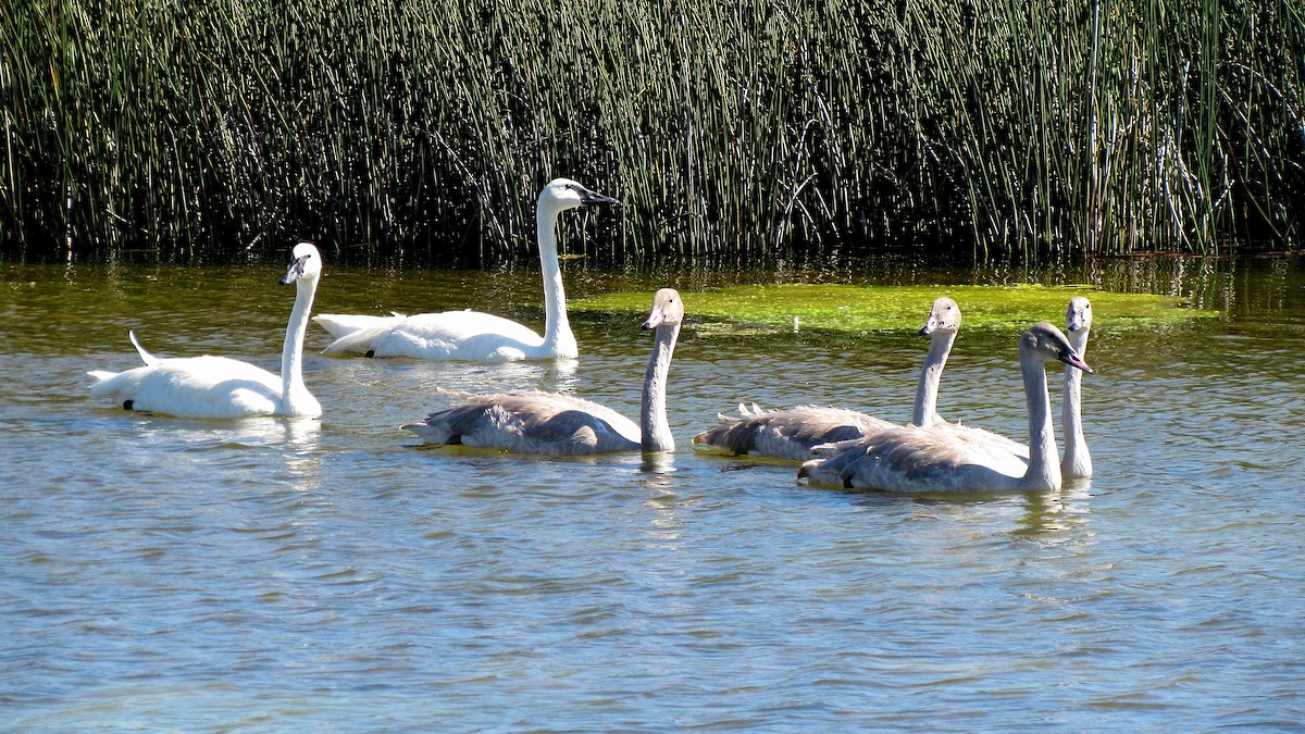 Trumpeter Swan - Steve Butterworth