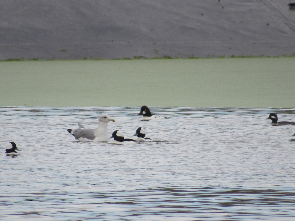 Common Goldeneye - Daniel Gillingwater