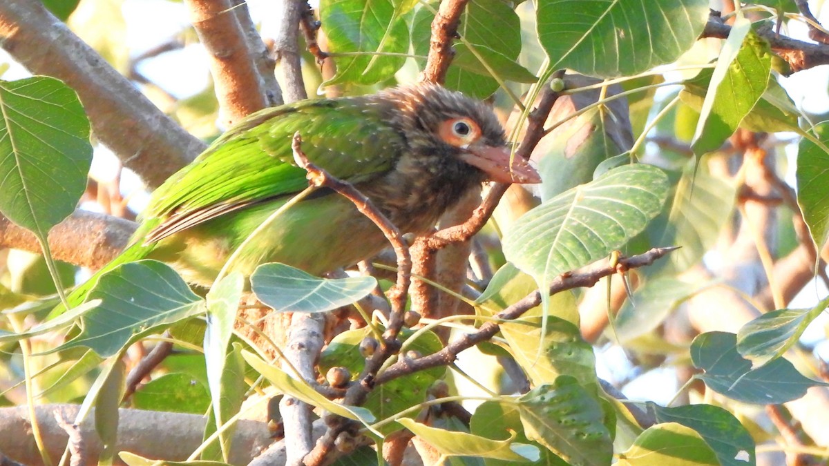 Brown-headed Barbet - ML611347361