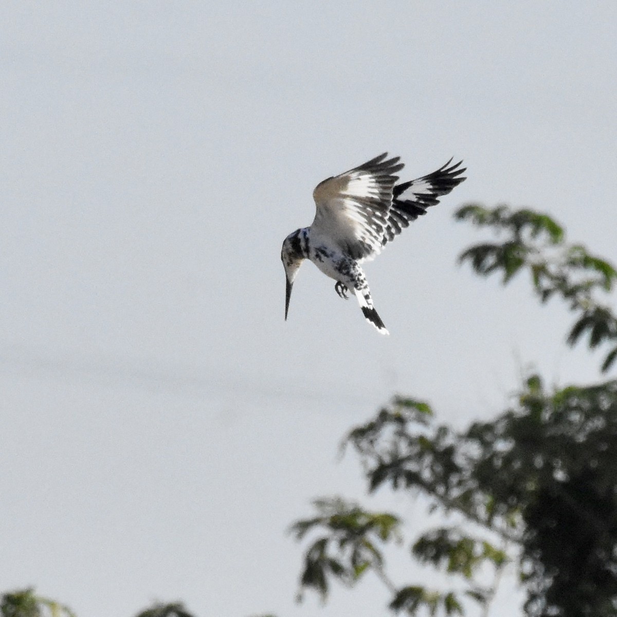 Pied Kingfisher - ML611347409