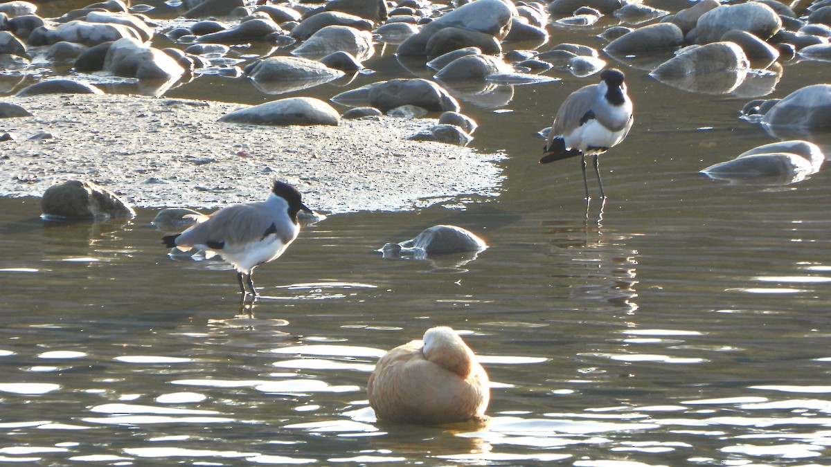 River Lapwing - ML611347528