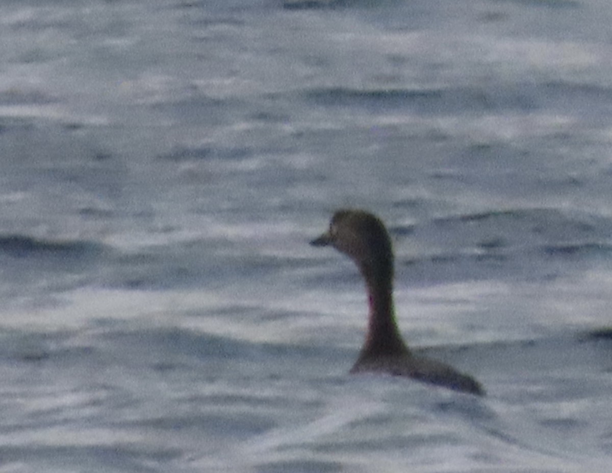 New Zealand Grebe - ML611347578