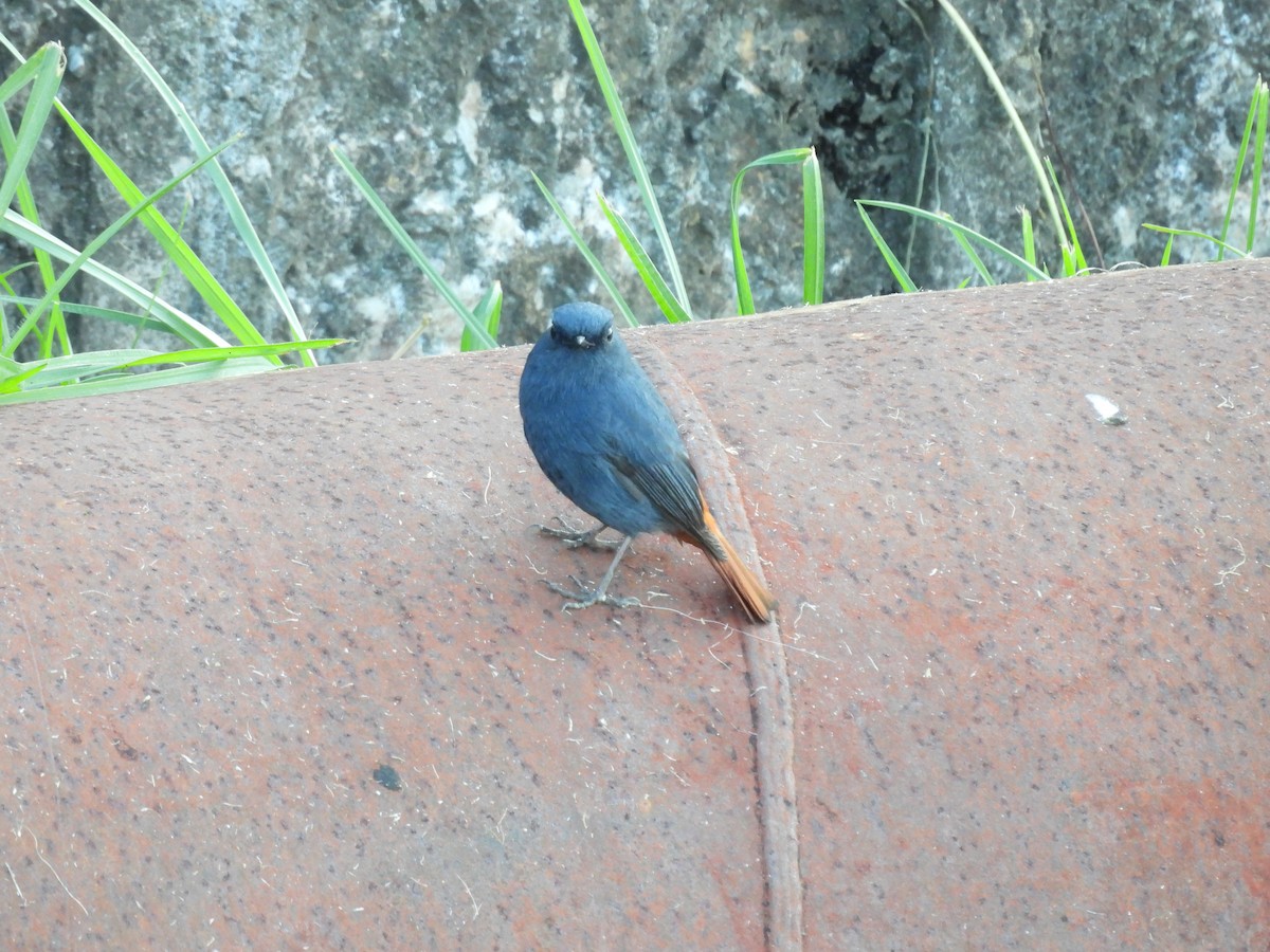 Plumbeous Redstart - ML611347615