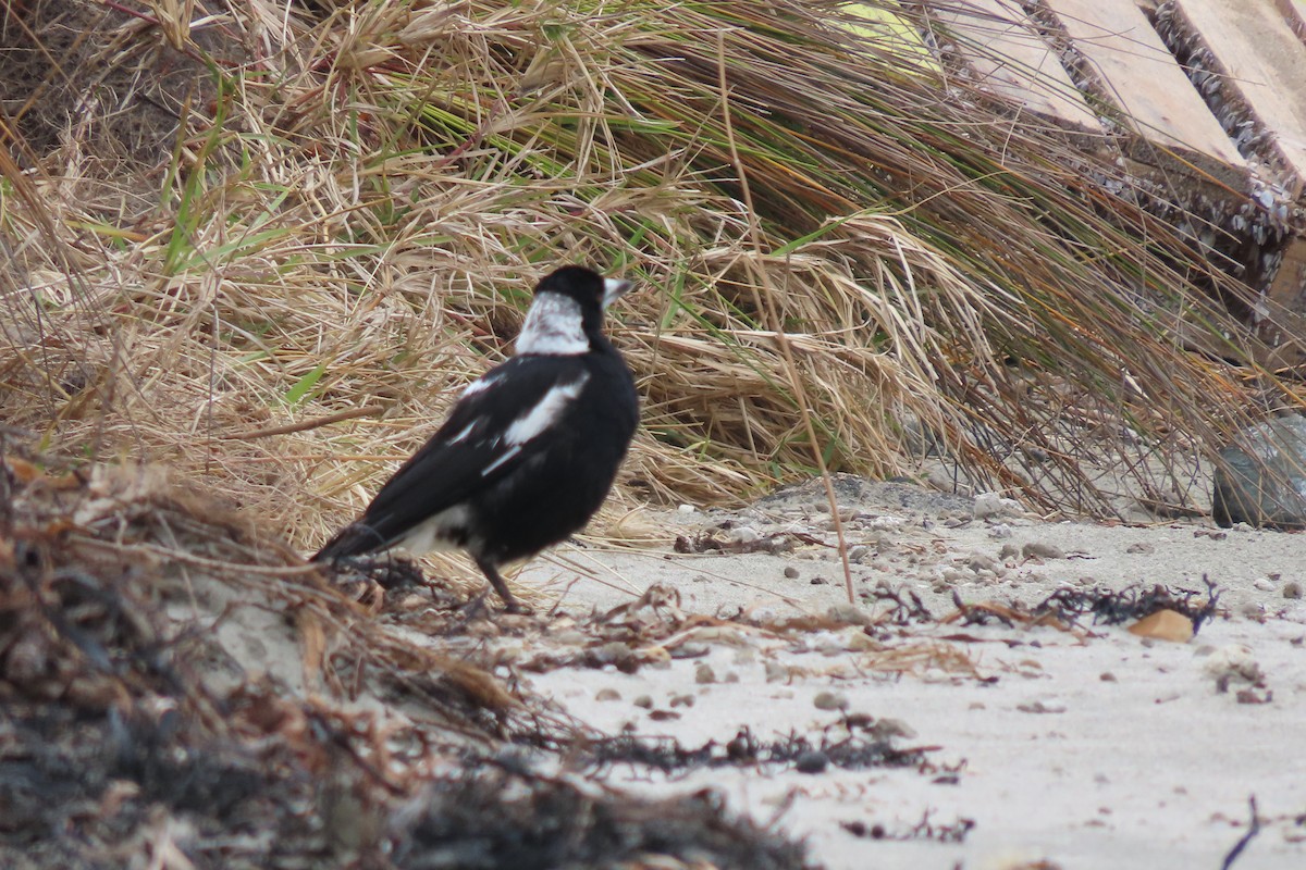 Australian Magpie - ML611347651