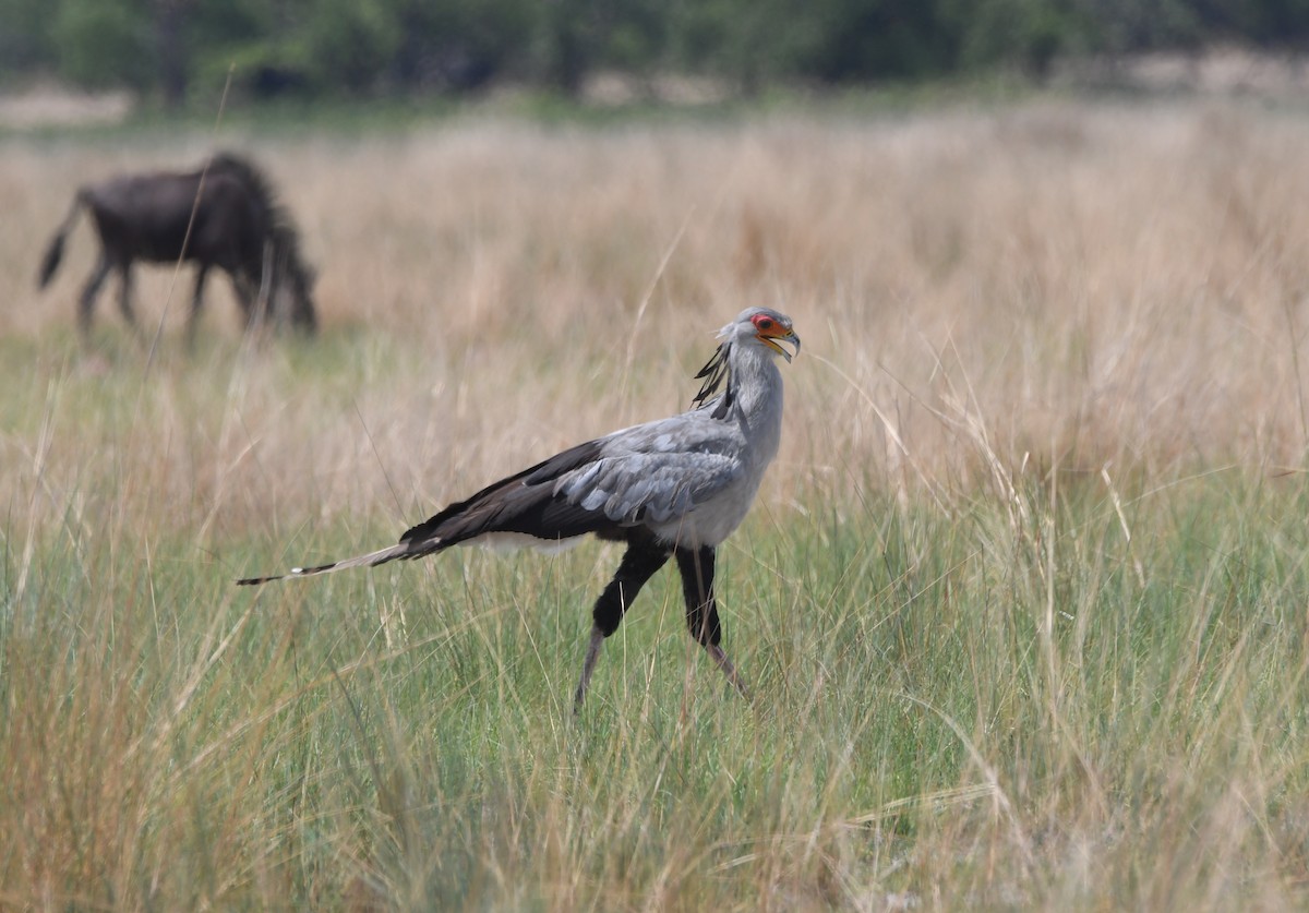Secretarybird - ML611347669