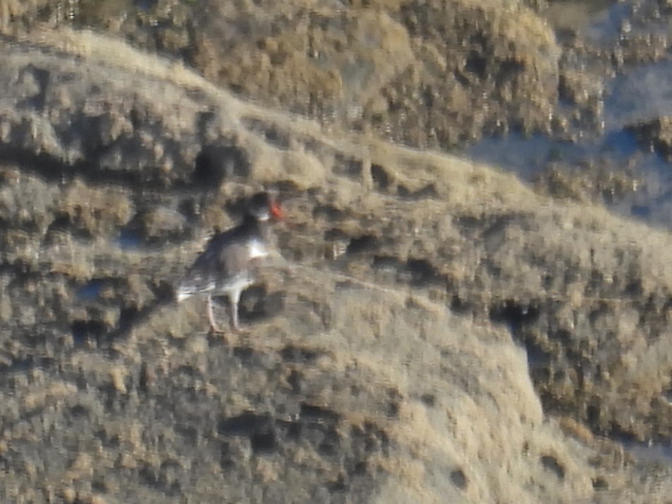 Eurasian Oystercatcher - ML611347752