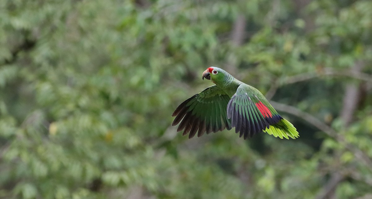 Red-lored Amazon - ML611347772
