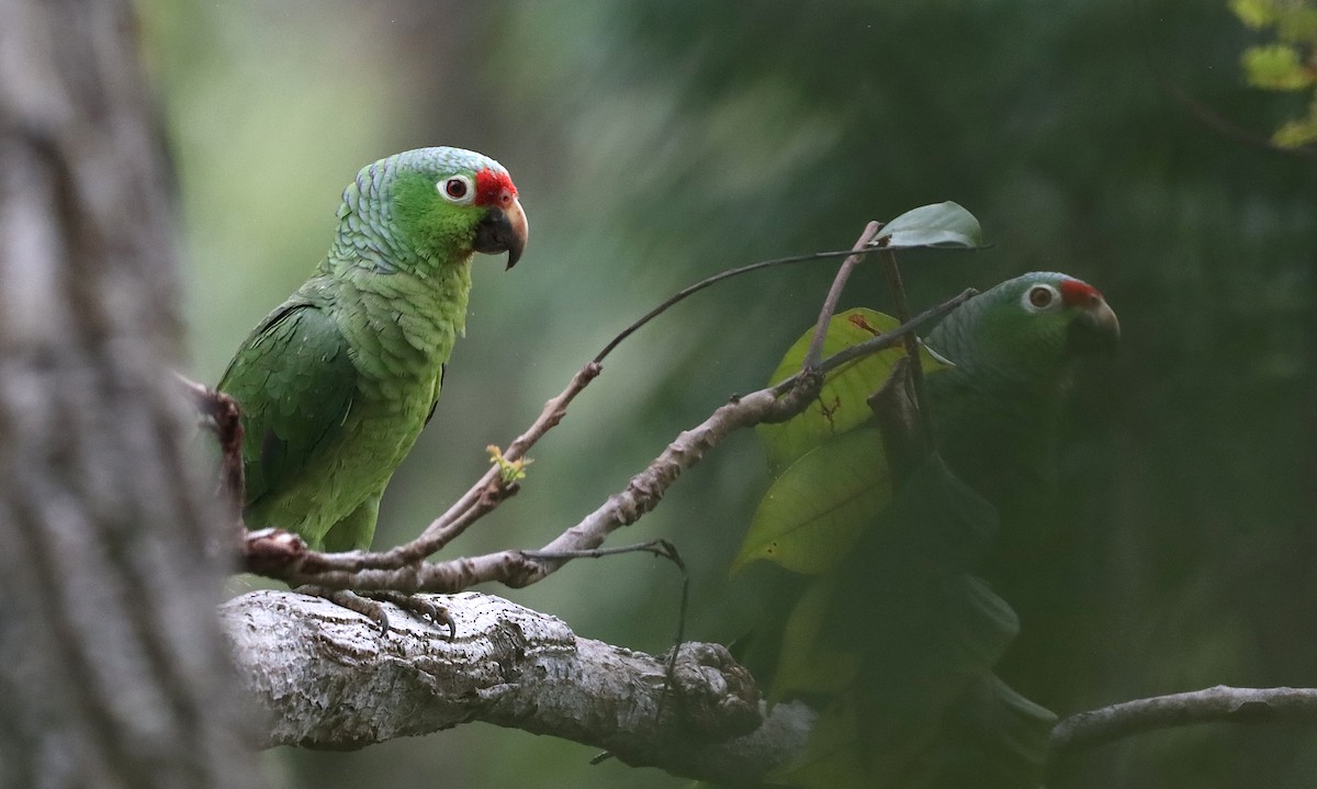 Red-lored Amazon - ML611347773