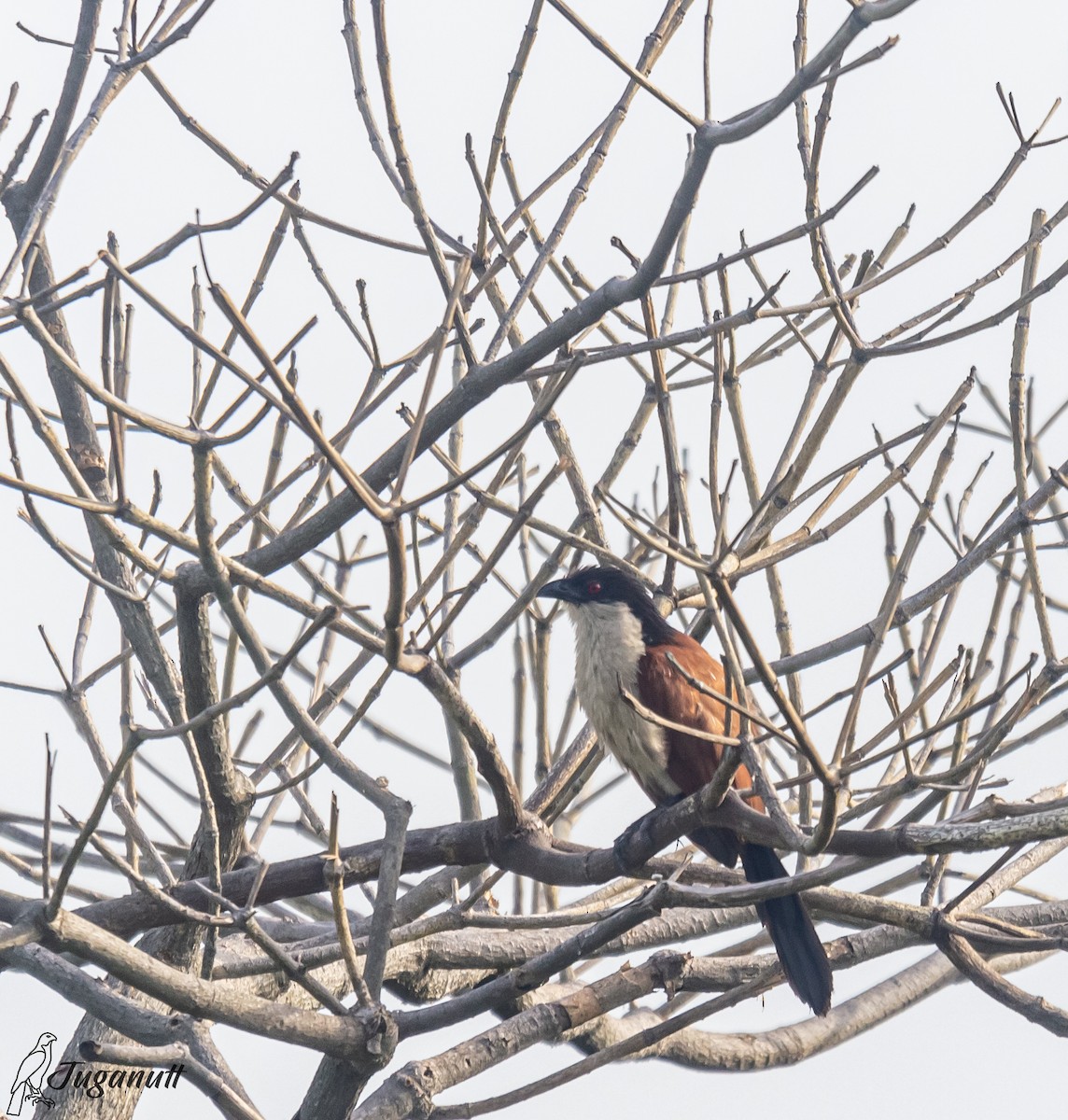 Coucal du Sénégal - ML611347778