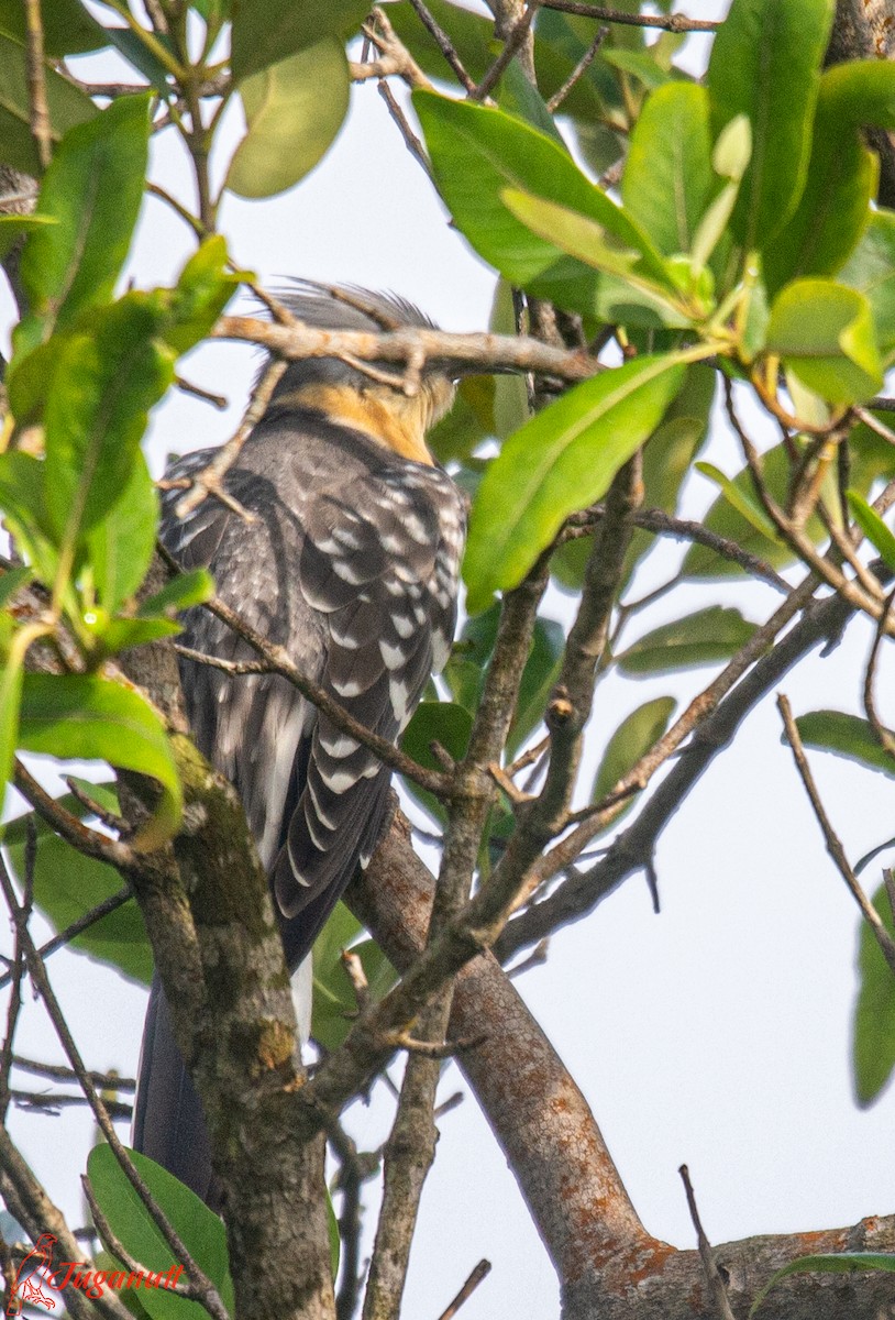 Great Spotted Cuckoo - ML611347779