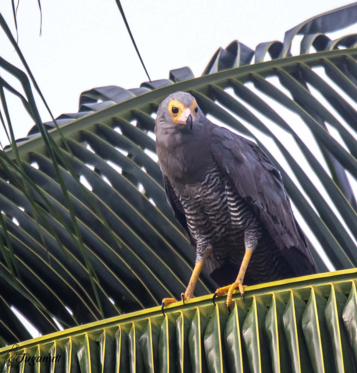 African Harrier-Hawk - ML611347782