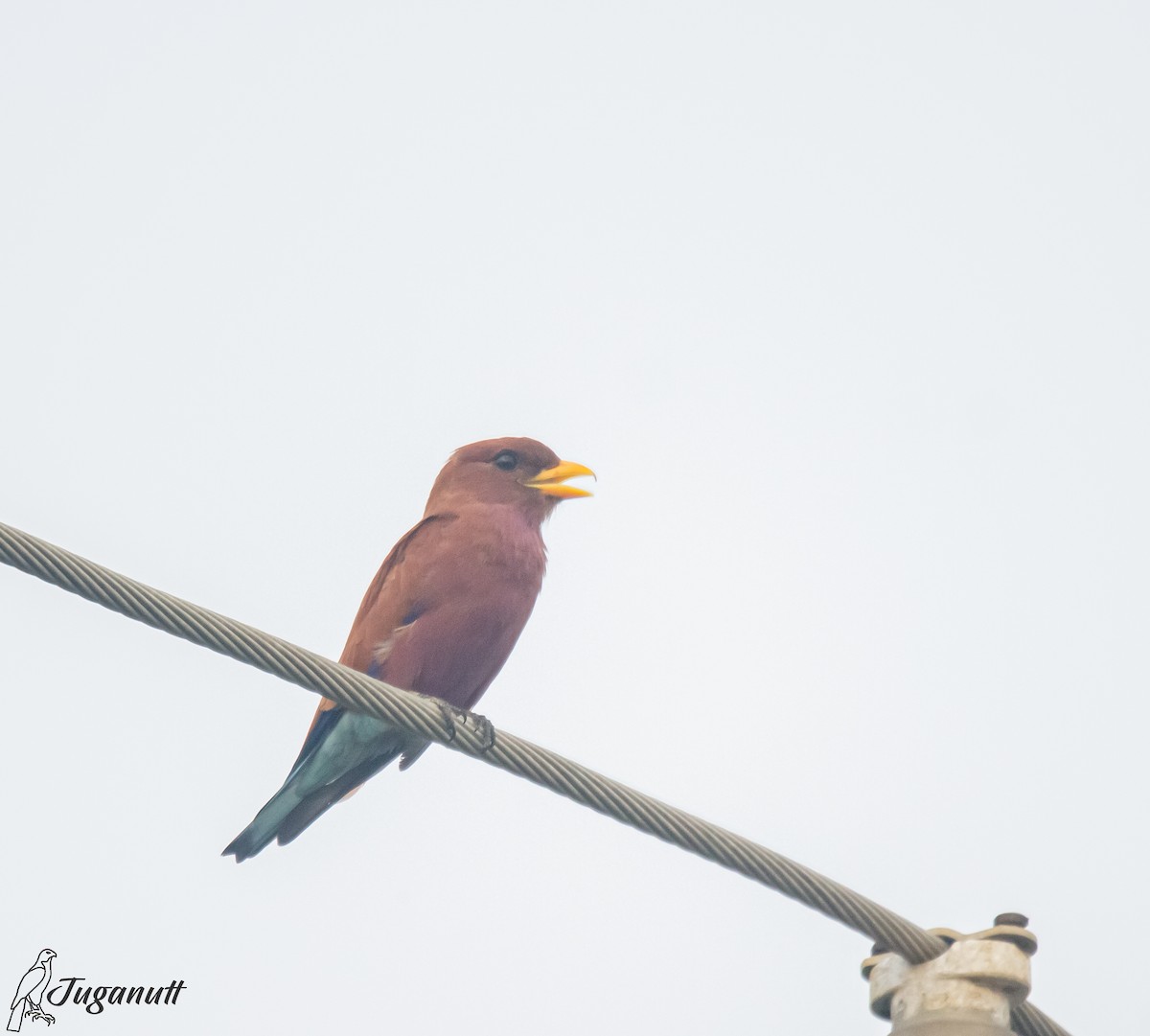 Broad-billed Roller - ML611347789