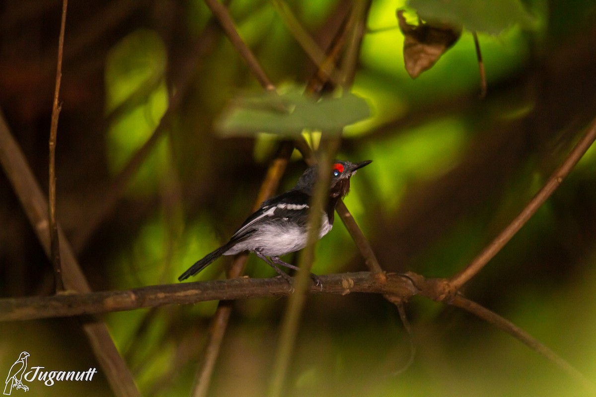 Brown-throated Wattle-eye - ML611347791