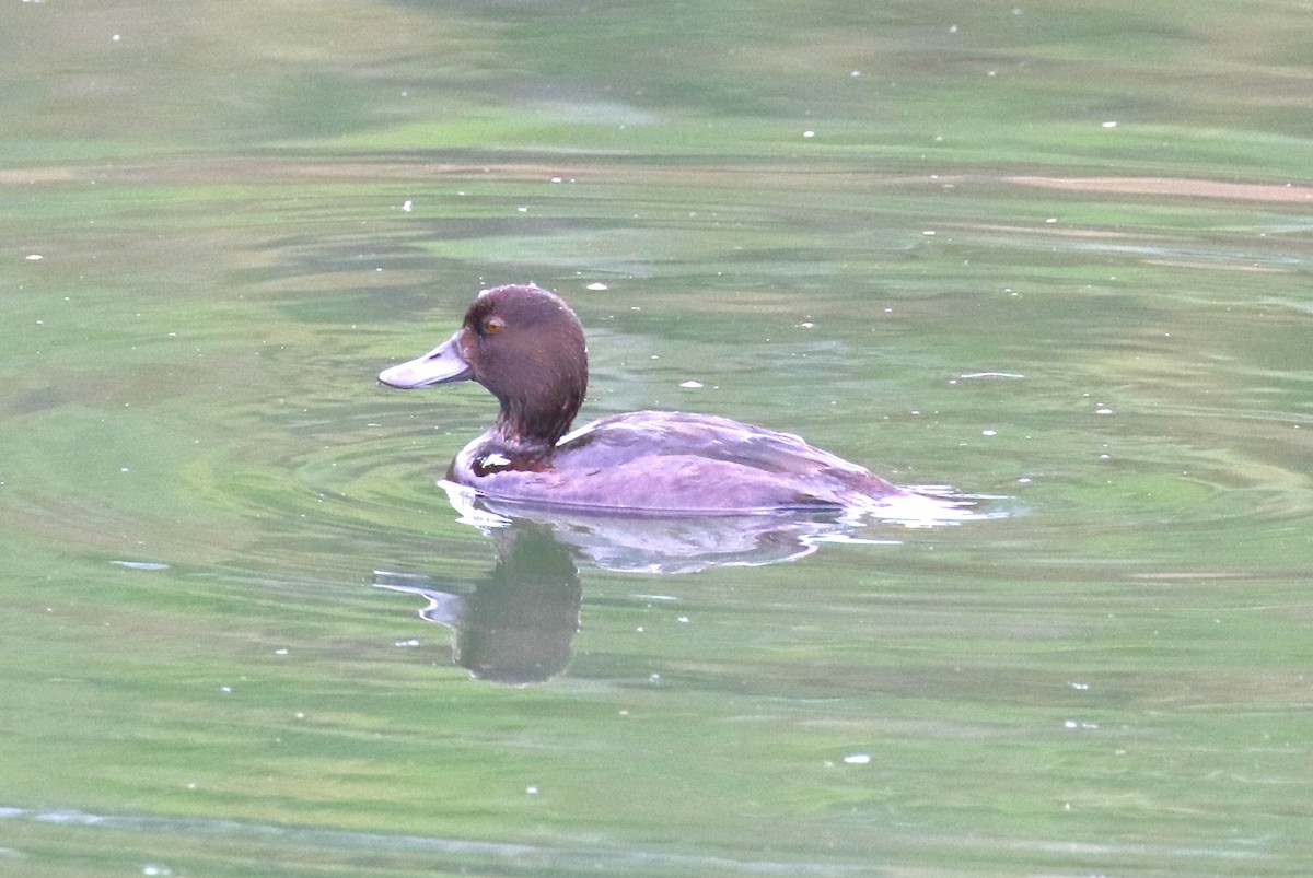 New Zealand Scaup - sean clancy