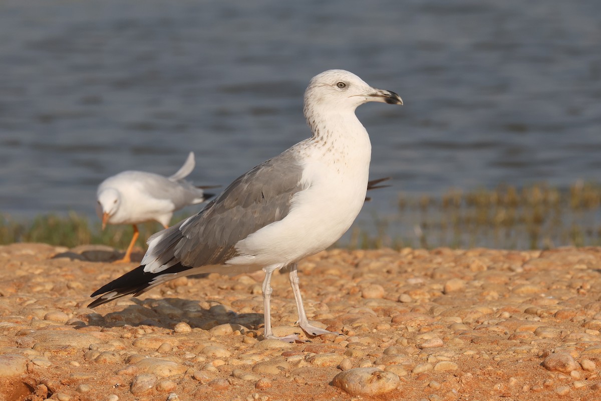 Lesser Black-backed Gull (Steppe) - ML611347846