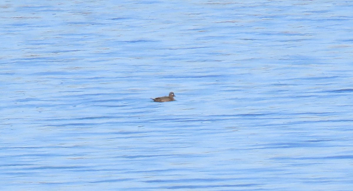 Harlequin Duck - Jon P. Ruddy