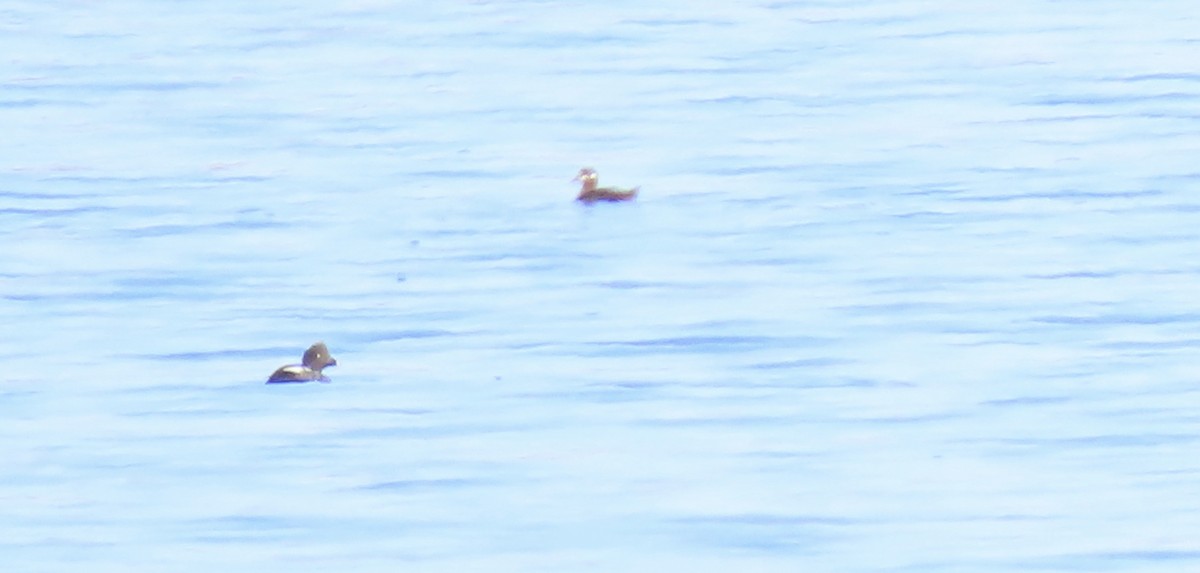 Harlequin Duck - Jon P. Ruddy