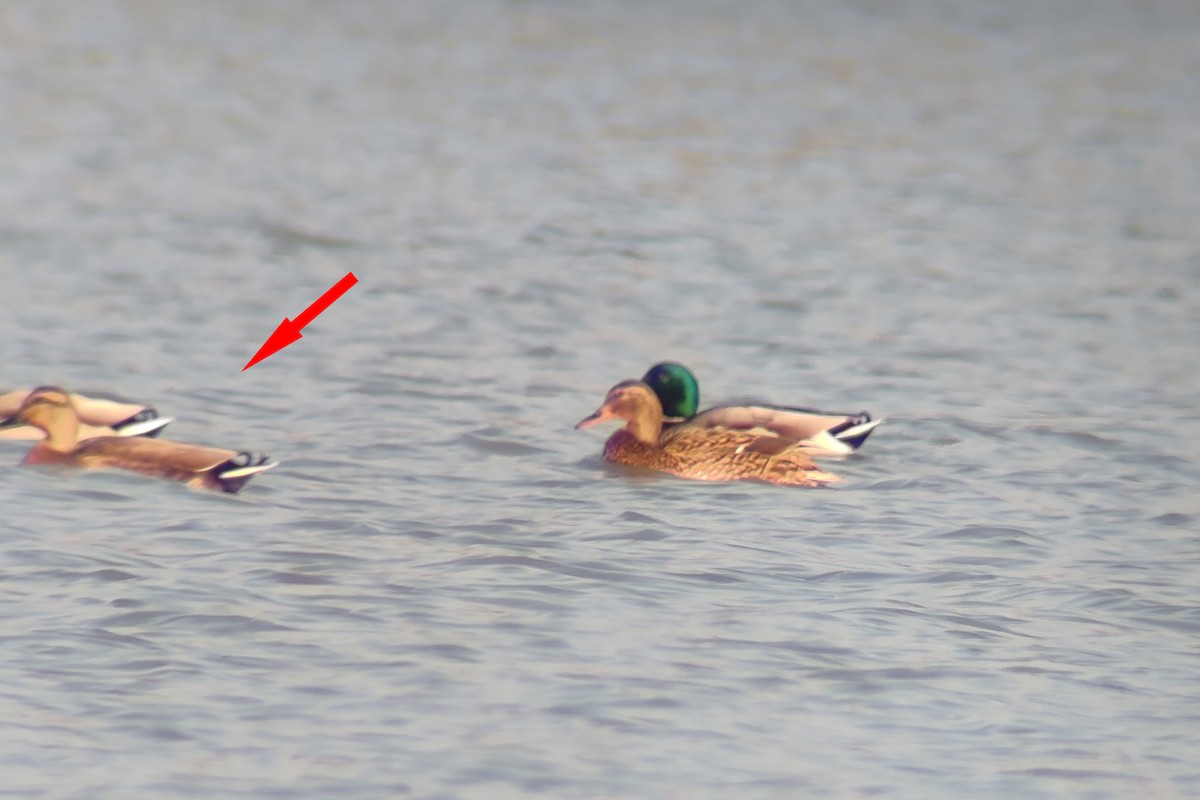 Mallard x Eastern Spot-billed Duck (hybrid) - ML611348001