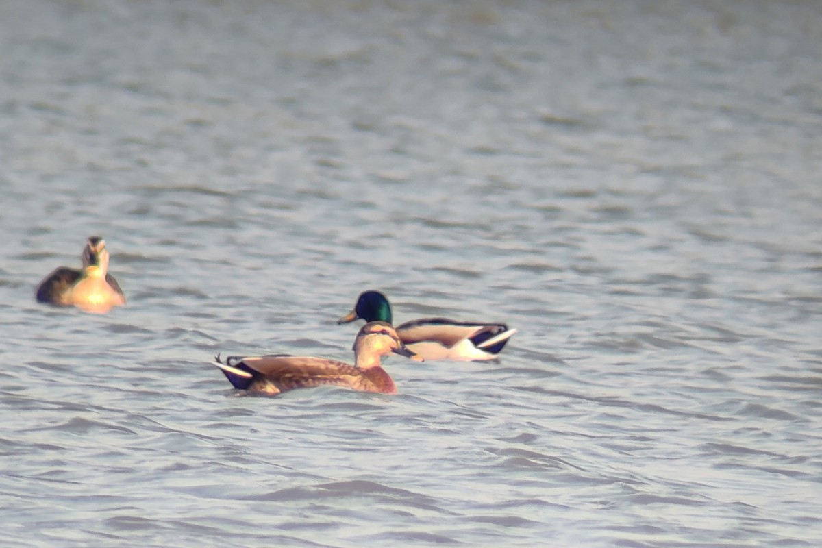 Mallard x Eastern Spot-billed Duck (hybrid) - ML611348003