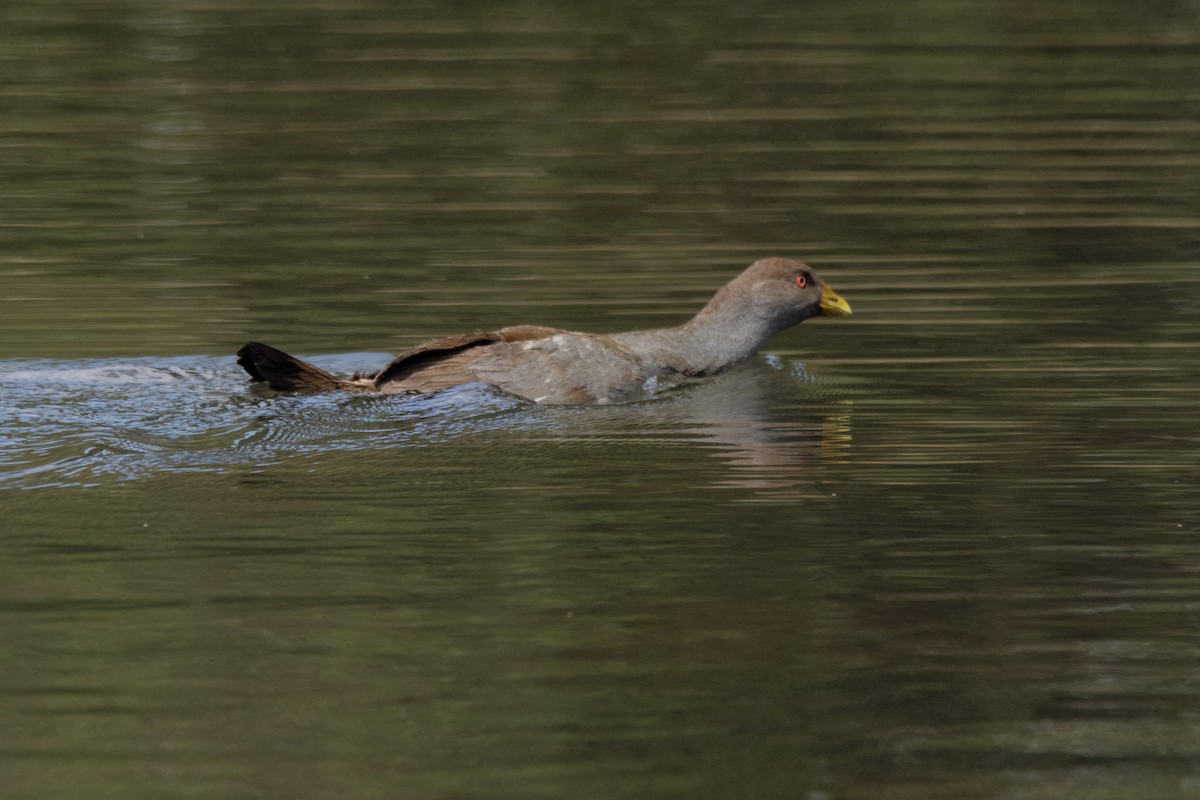 Tasmanian Nativehen - ML611348034