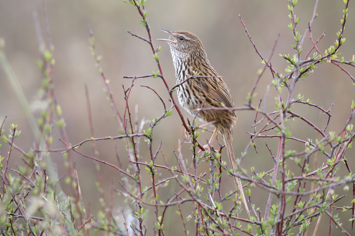 New Zealand Fernbird - ML611348041