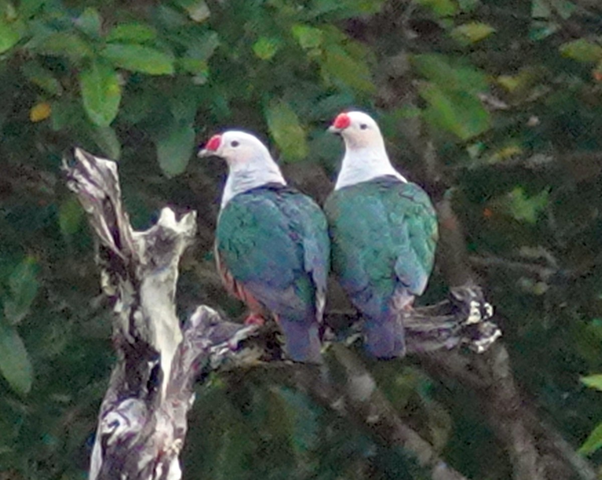 Red-knobbed Imperial-Pigeon - Paul Bartlett