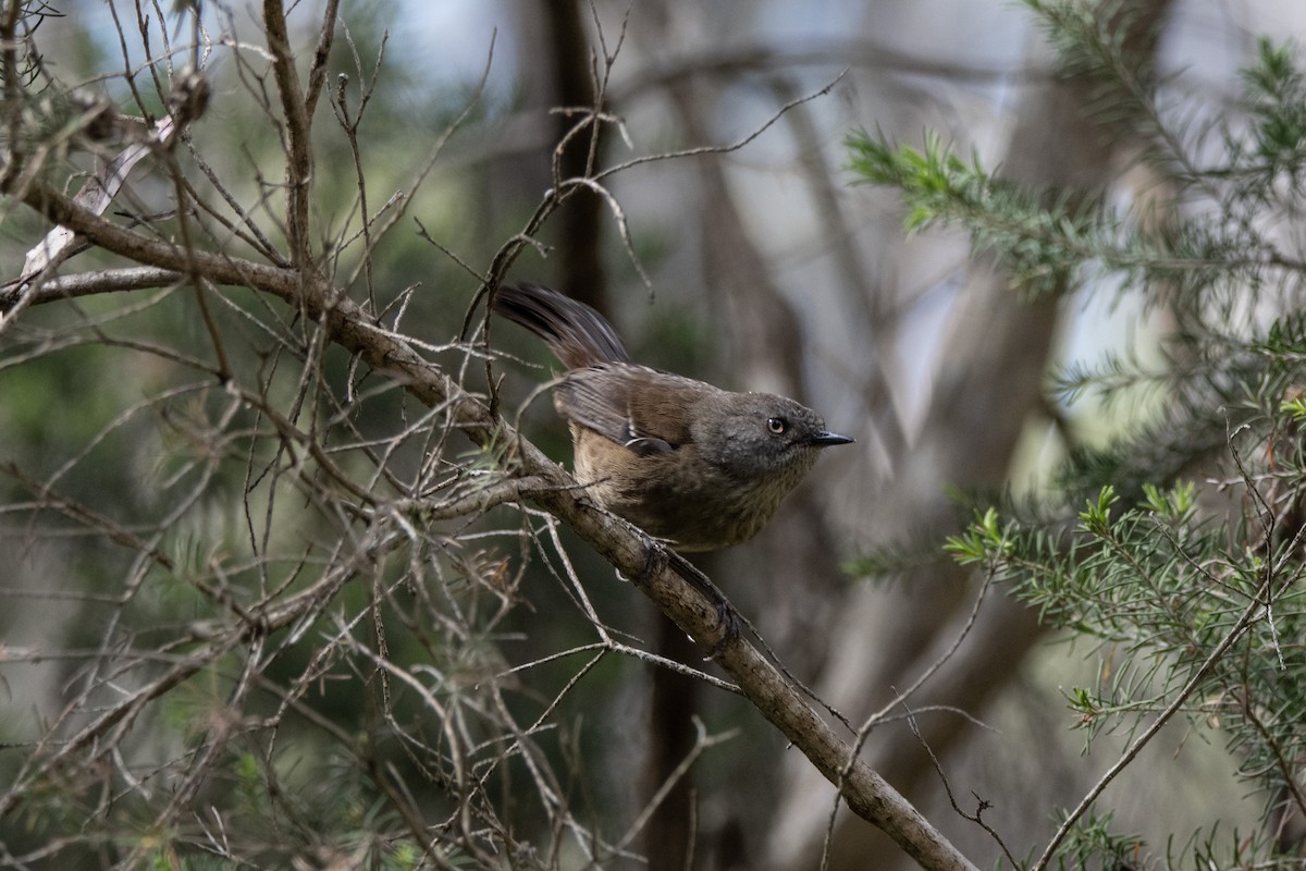 Tasmanian Scrubwren - ML611348059