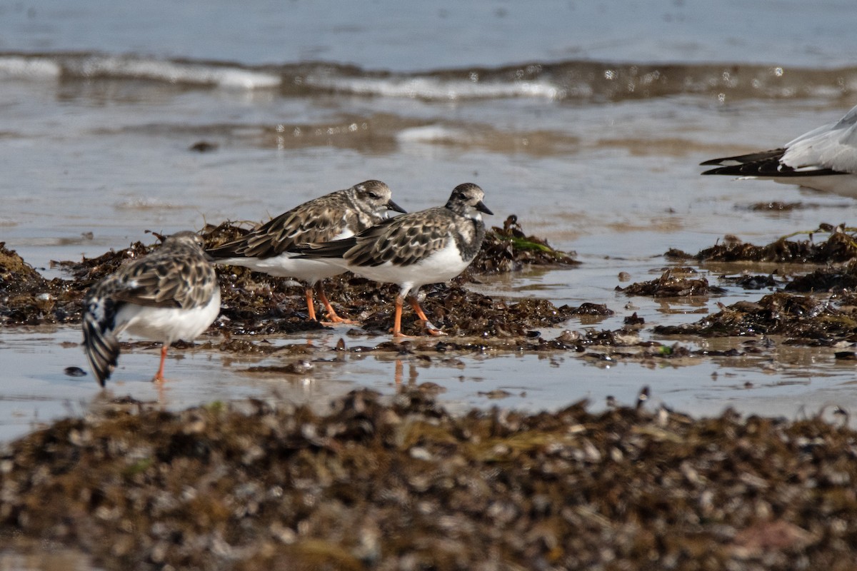 Ruddy Turnstone - ML611348078