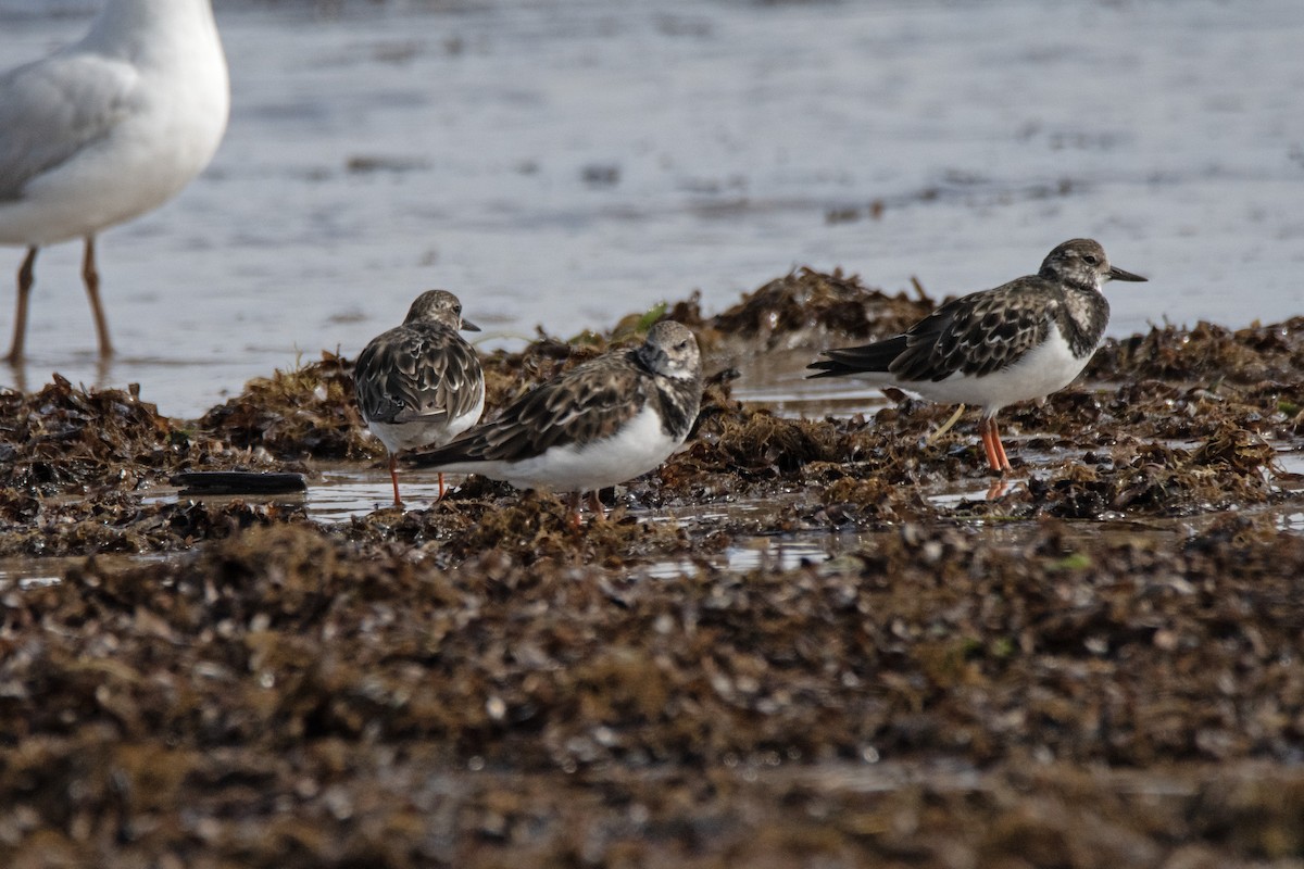 Ruddy Turnstone - ML611348083