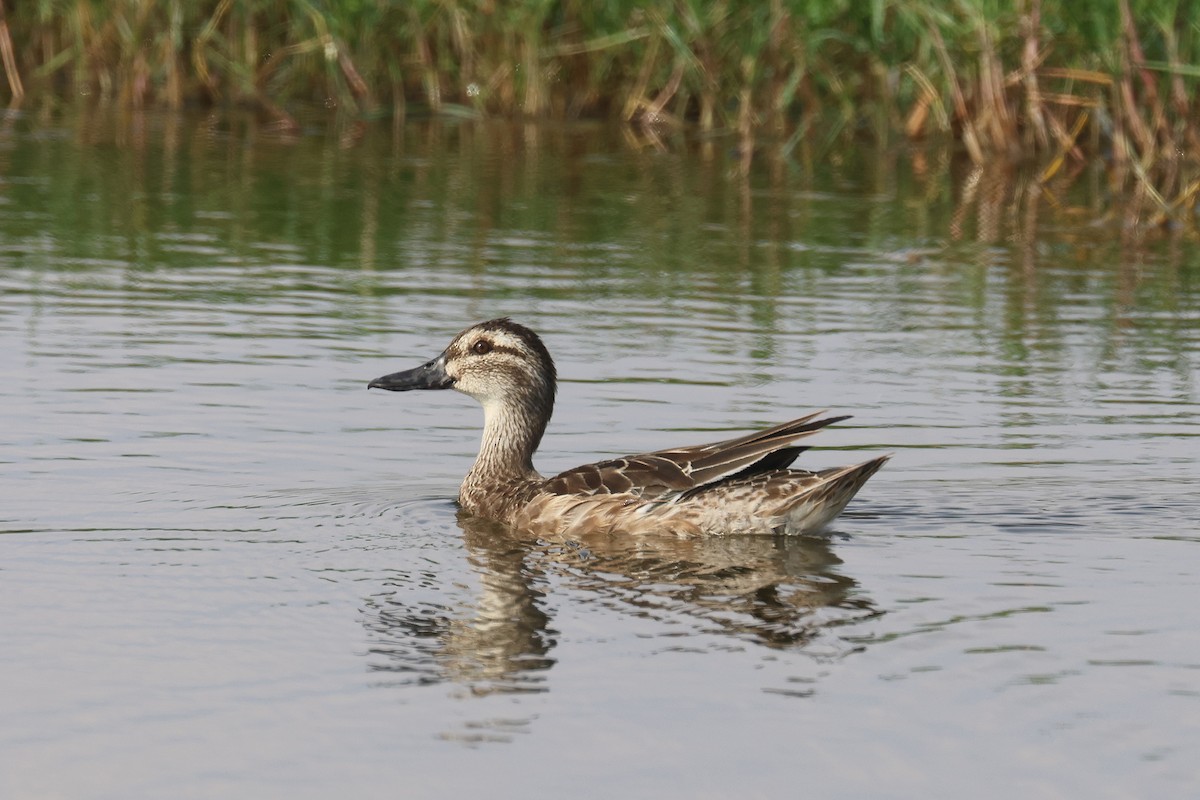 Garganey - ML611348129