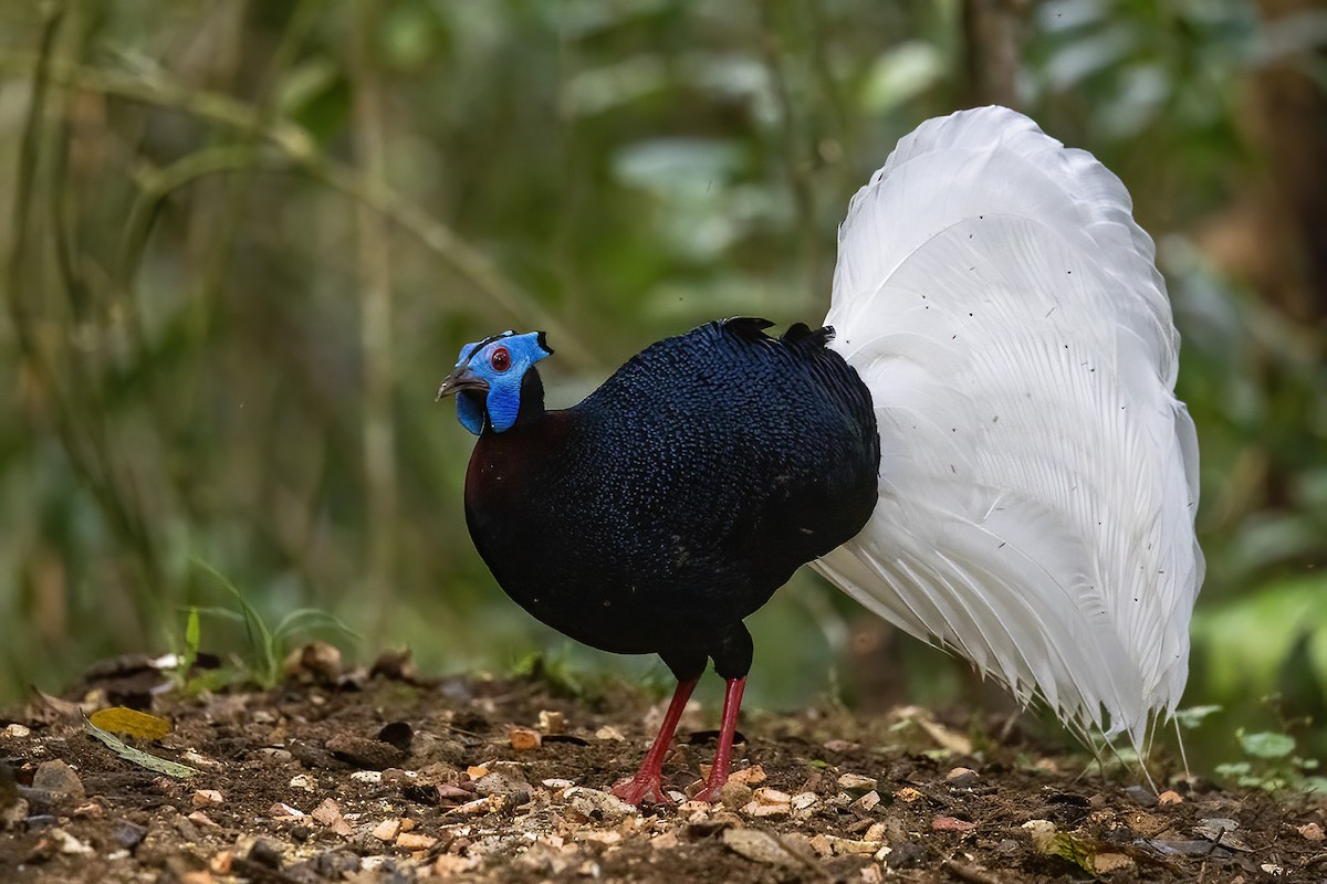 Bulwer's Pheasant - ML611348147
