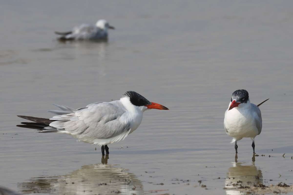 Caspian Tern - ML611348168