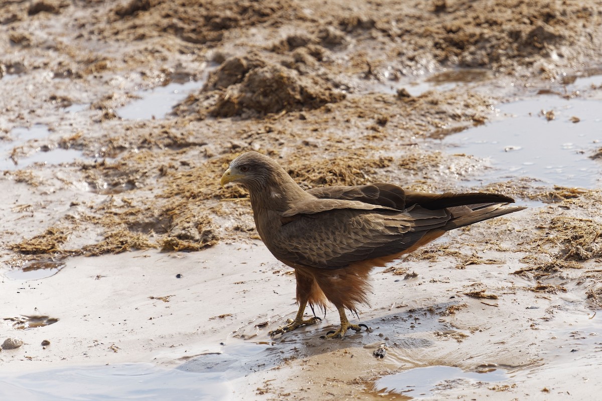 Black Kite (Yellow-billed) - ML611348305