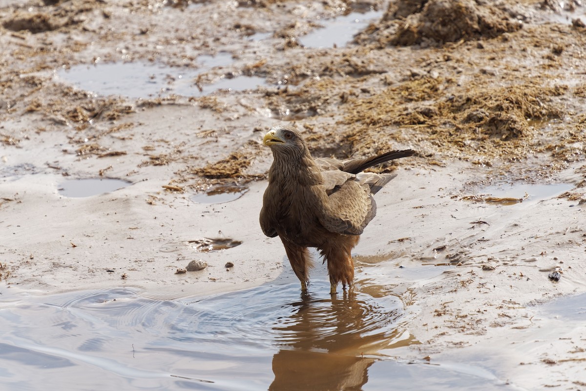 Black Kite (Yellow-billed) - ML611348307