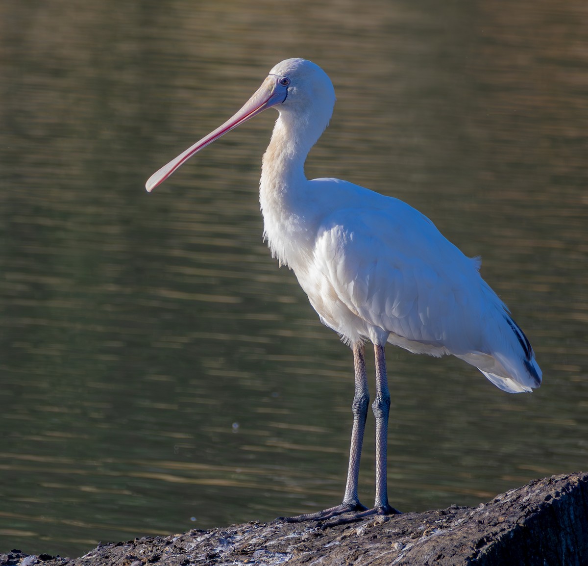 Yellow-billed Spoonbill - Andrew Heap