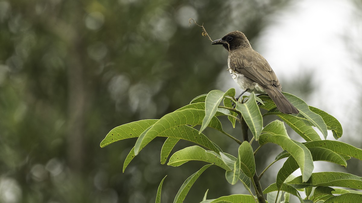 Bulbul Naranjero (grupo barbatus) - ML611348376