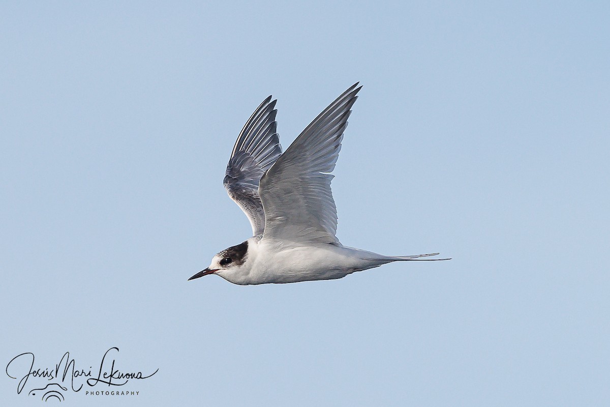 Arctic Tern - ML611348409