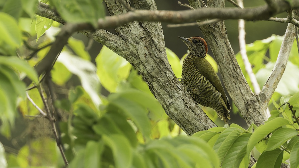 Green-backed Woodpecker (Plain-backed) - ML611348511