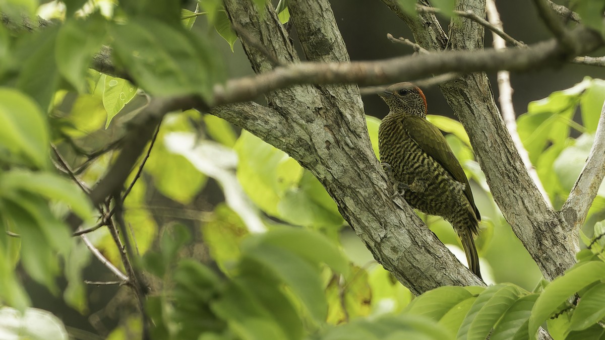 Green-backed Woodpecker (Plain-backed) - ML611348513