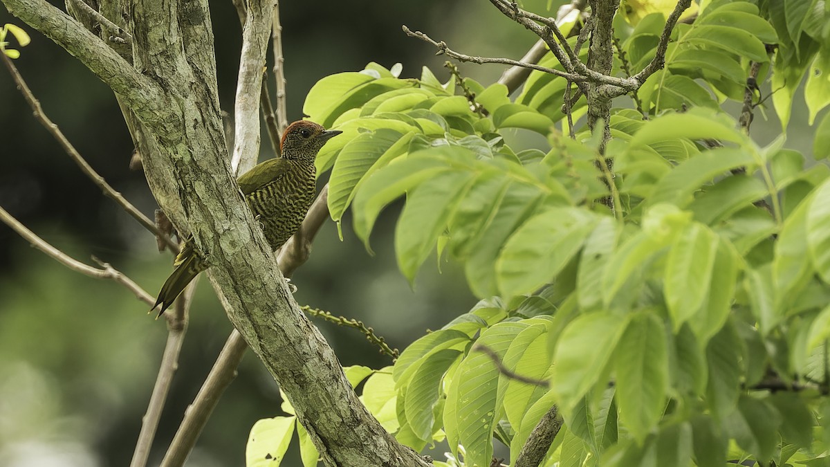 Green-backed Woodpecker (Plain-backed) - Robert Tizard