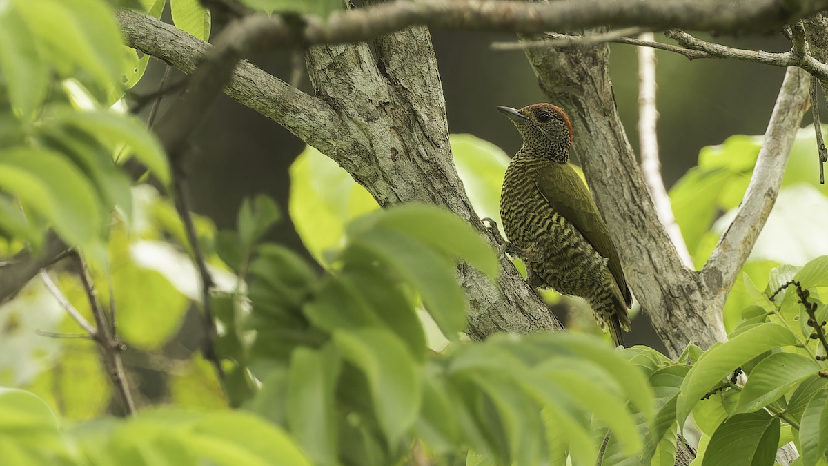 Green-backed Woodpecker (Plain-backed) - Robert Tizard