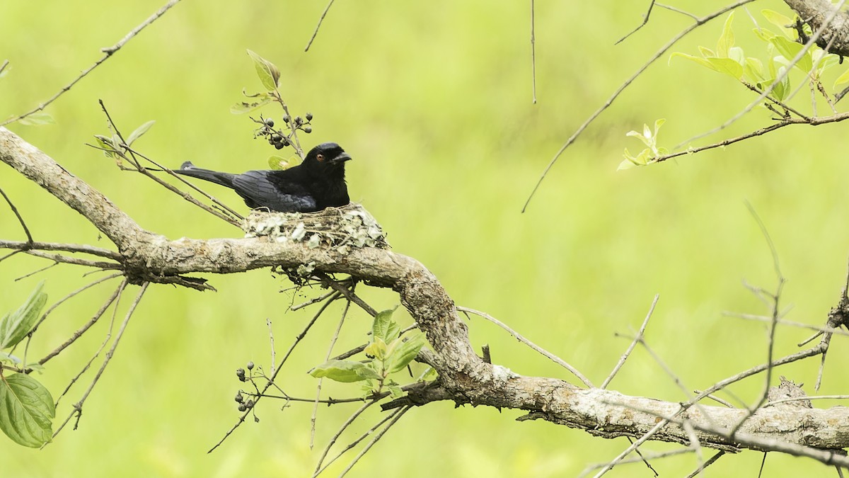 Velvet-mantled Drongo (coracinus) - ML611348528