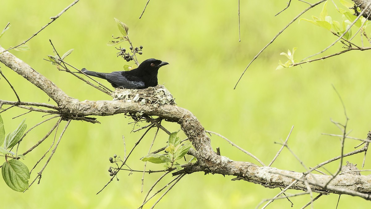 Velvet-mantled Drongo (coracinus) - ML611348529