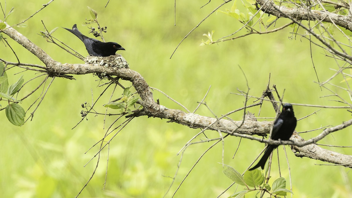 Velvet-mantled Drongo (coracinus) - ML611348530
