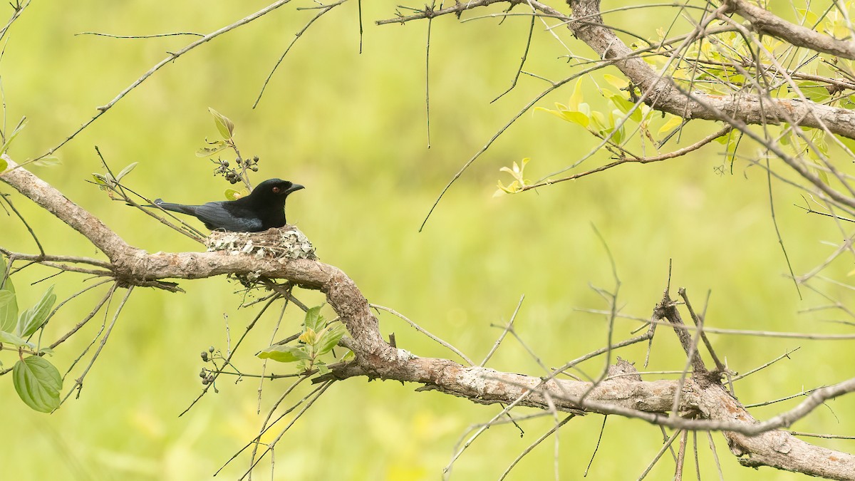Velvet-mantled Drongo (coracinus) - ML611348531