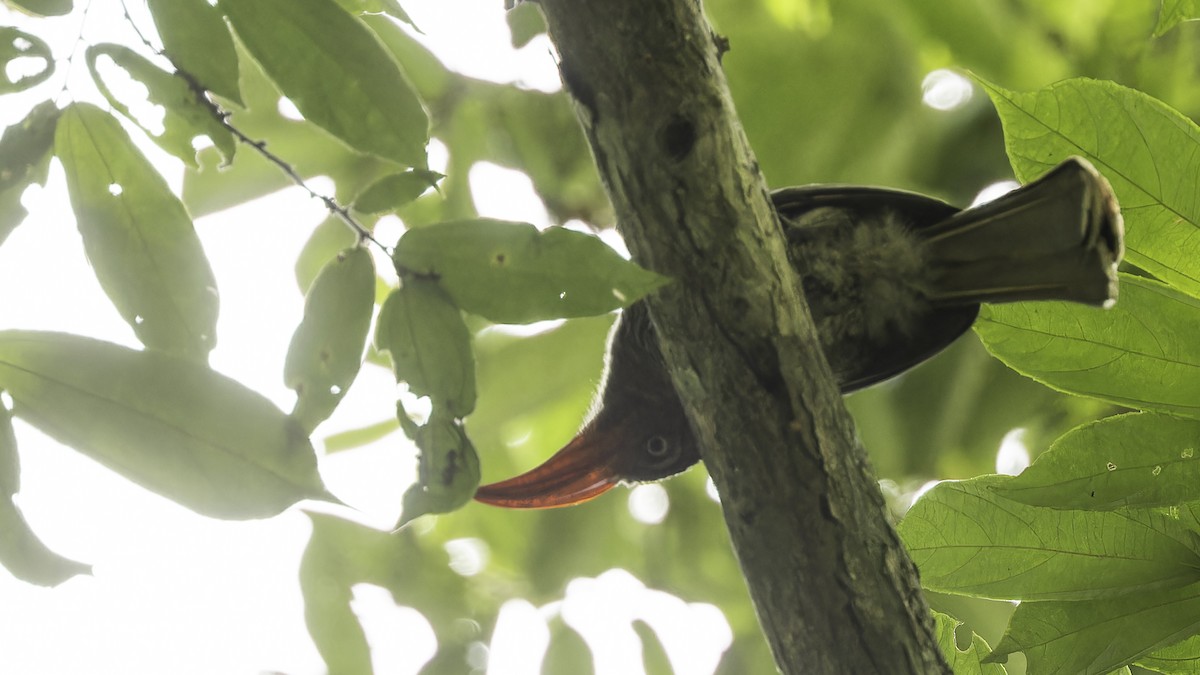 Red-billed Dwarf Hornbill - ML611348537