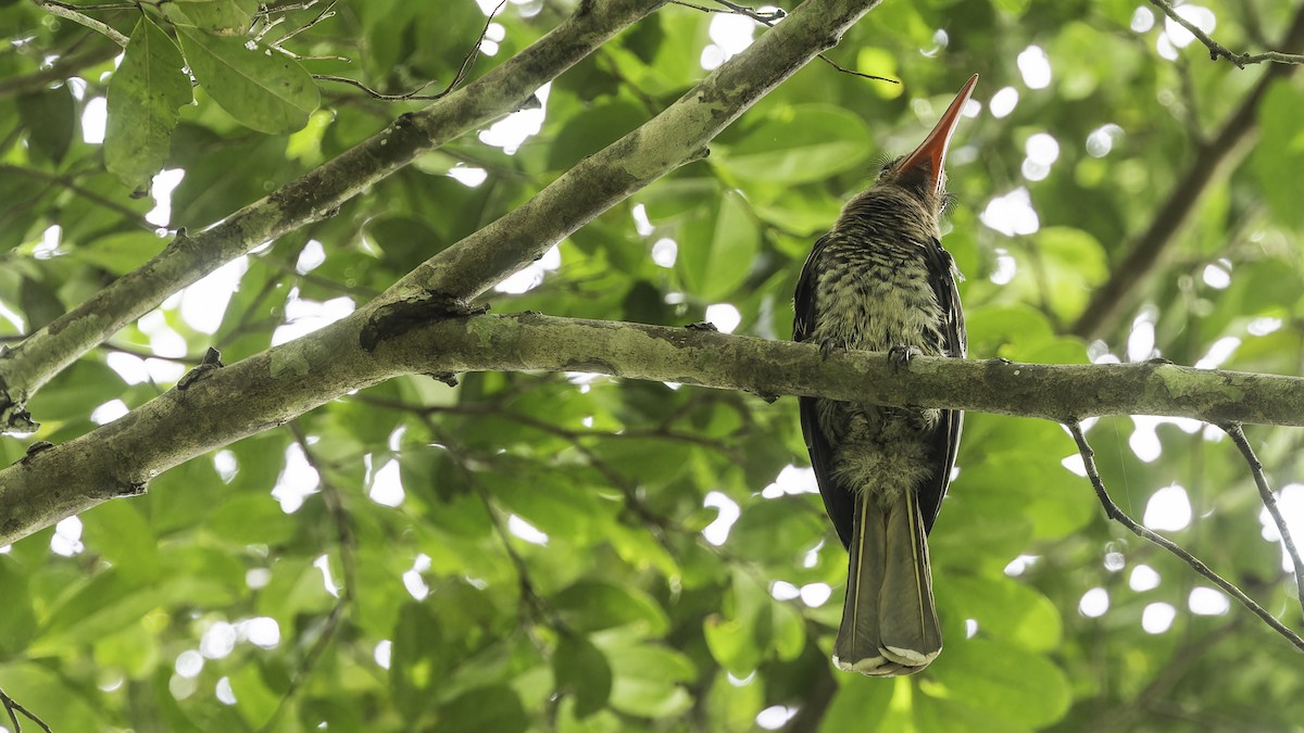 Red-billed Dwarf Hornbill - ML611348539