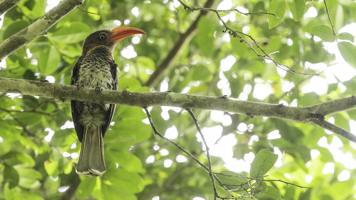 Red-billed Dwarf Hornbill - Robert Tizard